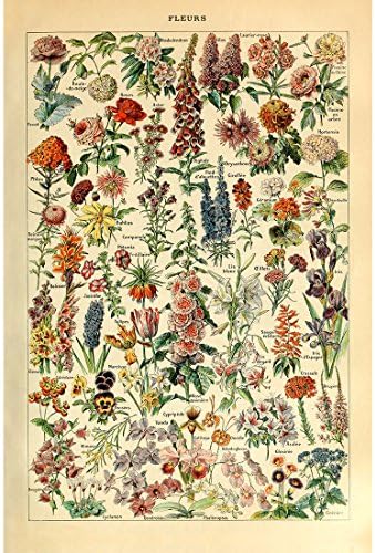 Meishe Művészeti Vintage Poszter Nyomtatás Virág, Virágos Botanikai Gyűjtemény Kerti Virágok, Növények
